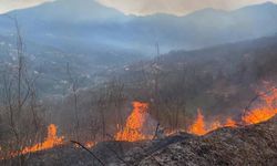 Artvin'de orman yangını! Bir hektarlık alan yok oldu
