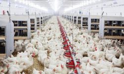 Tavuk eti üretimi şubatta aylık yüzde 0,7 azaldı, yıllık yüzde 14,6 arttı