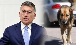 AKP Grup Başkanı: Saldırganlığı normalleştirilemeyen köpekler uyutulacak