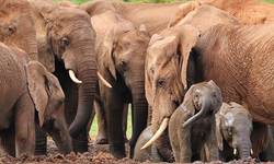 Araştırma: Filler durum, cinsiyet ve gruptaki yerine göre selamlaşma üslubunu değiştiriyor