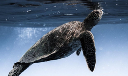 Deniz kaplumbağalarının cinsiyet dağılımı artan sıcaklıklarla dengesizleşiyor