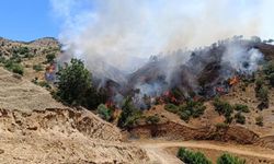 Bingöl'de 2 bölgede orman yangını çıktı