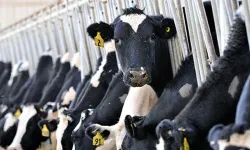 Danimarka'da ineklere gaz vergisi geldi