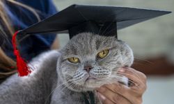 Diyet akademisinden mezun oldu! Kedi Şiraz'ın muhteşem değişimi