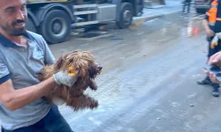 Küçükçekmece'de çöken binanın enkazından 12 saat sonra köpek kurtarıldı