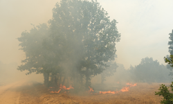 Edirne'de Bulgaristan sınırındaki orman yangınına müdahale ediliyor