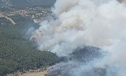 Bornova'da orman yangını: Havadan ve karadan müdahale ediliyor