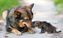 Gebze'de köpek katliamı