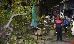 Asırlık çınarın dalları koptu: 2'si ağır 9 yaralı