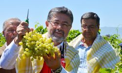 Bakan Yumaklı, Manisa’nın çekirdeksiz sultaniye üzüm hasadına katıldı