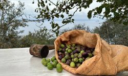 Zeytin hasadı ne zaman, nasıl yapılır? Zeytin hasadı yılda kaç kez yapılır? Zeytin ağacı kaç kilo zeytin verir?