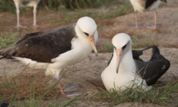 Dünyanın bilinen en yaşlı yabani kuşu Laysan albatrosu Wisdom, 74 yaşında bir kez daha yumurtladı