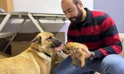 İstanbul'da bir köpek, ölmek üzere olan yavrusunu veterinere getirdi