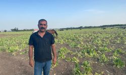 Şanlıurfa’da Besiciler ve Çiftçiler Maliyet Krizinde: Hayvancılık ve Tarım Tehlikede