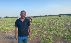 Şanlıurfa’da Besiciler ve Çiftçiler Maliyet Krizinde: Hayvancılık ve Tarım Tehlikede