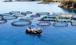 Mersin'de balık çiftliklerine karşı eylem yapan yurttaşlar: Mesleki etik çerçevesinde karar vermenizi istiyoruz
