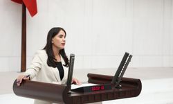 DEM Partili Uysal’dan Şırnak'taki ağaç kesimine tepki: Ticari rant amaçlı, ekolojik yıkım!