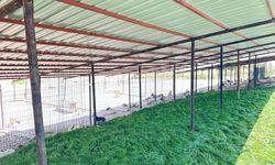 Adıyaman'da 13 ayda bine yakın sokakta yaşayan hayvan koruma altına alındı