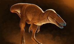 T-rex gibi Tiranozorların atası sayılabilecek 86 milyon yıllık yeni dinozor türü keşfedildi
