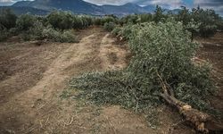 Tarım Platformu, zeytinlikleri maden faaliyetine açacak teklifin geri çekilmesini istedi