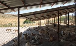 Adıyaman Belediyesinden sokak hayvanlarına doğal yaşam ve gölgelik desteği
