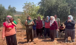Gaziantep İslahiye’de zeytinlikler TOKİ tehdidi altında: Köylüler haklarını arıyor