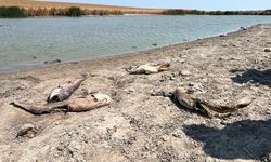 Tekirdağ'da su seviyesi düşen gölette oksijensiz kalan balıklar öldü