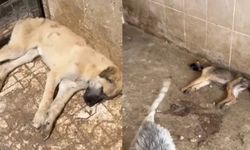 Gümüşhane Belediyesi barınağında köpeklerin susuzluktan öldüğü iddiasına soruşturma