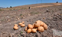 Yozgat’ta soğan patates tarlada ücretsiz dağıtılmaya başlandı