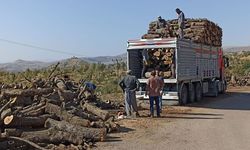 Şırnak Ekoloji Platformu: Ağaç kesimine karşı 8 bin imza topladık