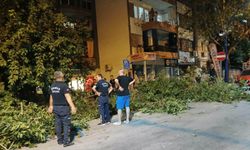 Asırlık dut ağacı dövdesinde iki ayrıldı: Park halindeki araçlar altında kaldı