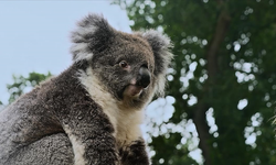 Avustralya'da koala nüfusunun azalmasına yol açan salgın için yeni aşı onaylandı
