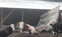 Mudurnu'da şap hastalığı: 18 köy ve 4 mahalle karantinaya alındı