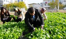 Adıyaman Belediyesi’nde hasat şenliği: Kadın emeğiyle üretilen sebzeler tezgâha çıktı