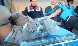 Van'da bitkin halde bulunan vaşak koruma altına alındı