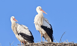 Leylekler Iğdır'a yerleşti, göçmüyor: İklim krizi mi? Yoksa besin bolluğu mu?
