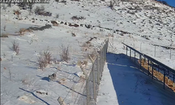 Kayseri'de yaylada gezen 3 vaşak güvenlik kamerasınca görüntülendi