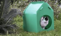 İzmir'de kediler sıcak yuvalarına kavuştu