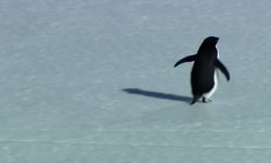 Antarktika'daki koloniden ayrılan Adélie pengueninin görüntüsü sosyal medyada gündem oldu