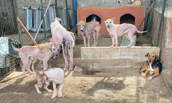 Antalya Veteriner Hekimler Odası’ndan Finike’deki Rehabilitasyon Merkezi görüntülerine ilişkin açıklama