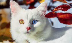 Van kedisi sayısı artıyor, 2025 yılında 110 yavru dünyaya geldi