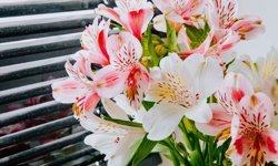 Zarafetin ve Masumiyetin Simgesi: Lilyum Çiçeği Gönderirken Nelere Dikkat Edilmeli?