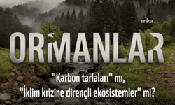 WWF: İklim politikaları kısa vadeli karbon kazanımları yerine ekosistem bütünlüğünü gözetmeli