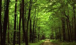Araştırma: Orman kaybı son 150 yılda biyolojik çeşitliliği nasıl değiştirdi?