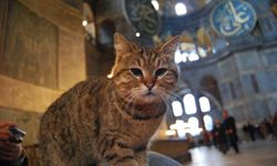 İstanbul Valisi Yerlikaya'dan Ayasofya'nın kedisi Gli'yle ilgili paylaşım