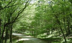 CHP'li Gürer: "Özel orman alanları da ranta açılıyor"