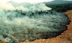 Amazonlar'da 10 günde 10 bin yangın kaydedildi, Bolsonaro ‘yalan’ dedi