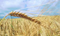 Yunanistan’dan buğday ithalatı 6 kat arttı