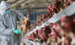 Kazakistan'da kuş gribi salgını nedeniyle karantina