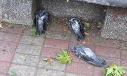 İstanbul'daki şiddetli dolu yağışı, kuşları öldürdü